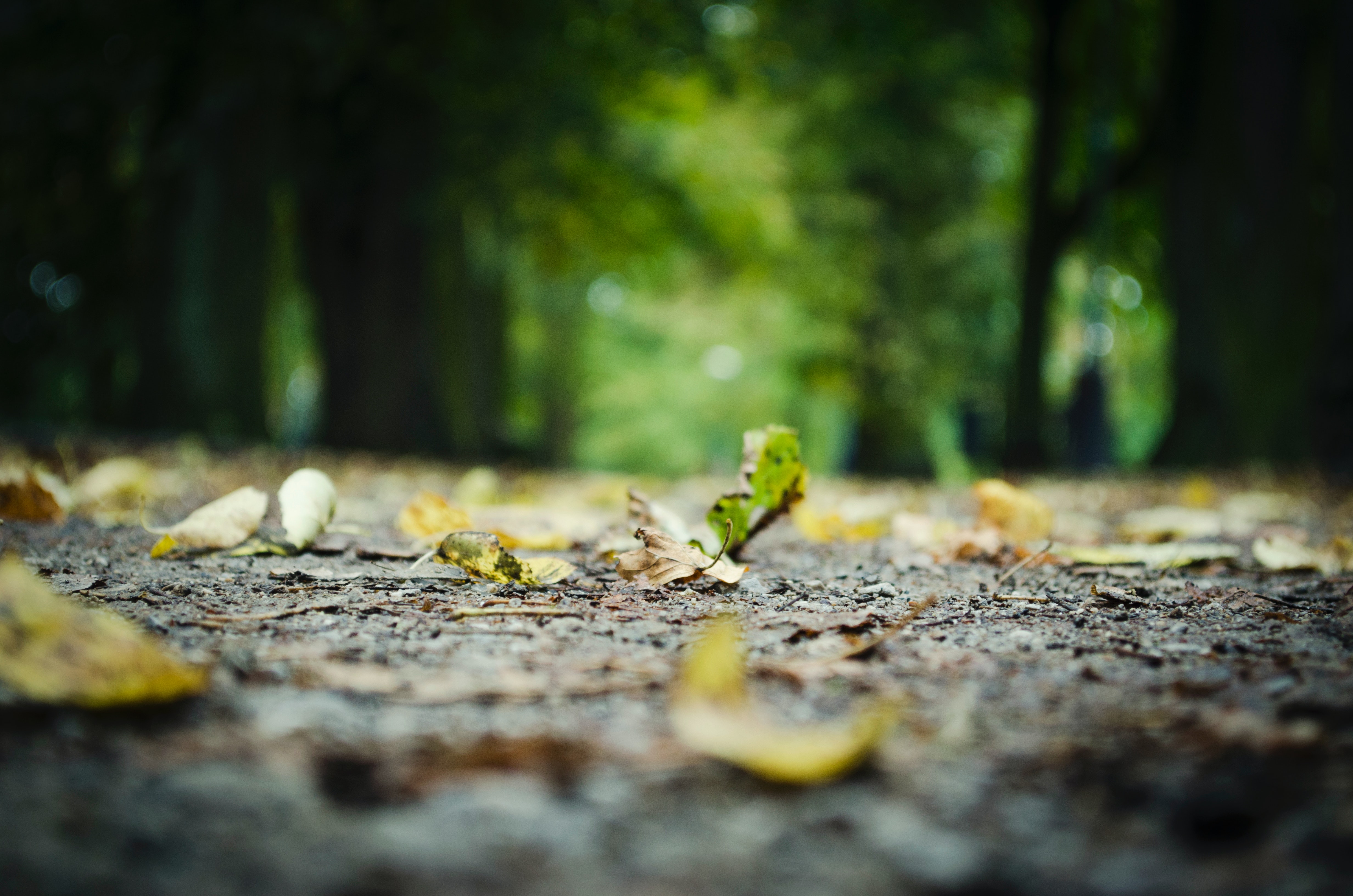 Fallen-Leaves-on-Tree